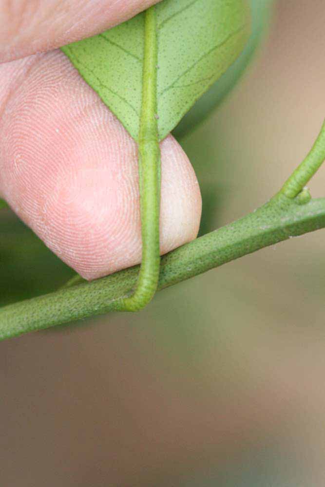              Petiole (Riverside, CA)       